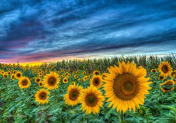 Sunflowers Twilight Beaver Dam Farm By Terry Aldhizer